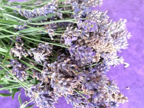 Lavendel Tarte